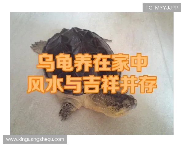 选择合适的开运网址，改善风水环境，让你的生活更加祥和顺利